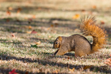 Squirrel burying nuts in fall in preparation for winter.の写真素材