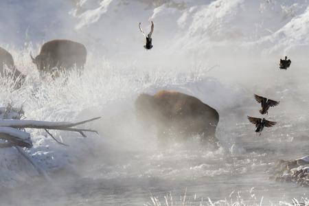 Buffalo crossing steaming river with splash, Yellowstone National Park, MT.の写真素材