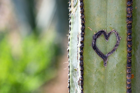 Heart shape drawing on cactus plantの写真素材
