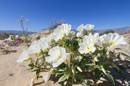 Desert primrose in Anza Borrego Desert State Park, CAの写真素材