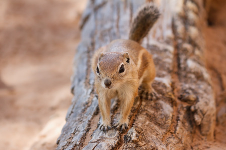 Antelope Squirrel in Canyonlands National Park UTの写真素材