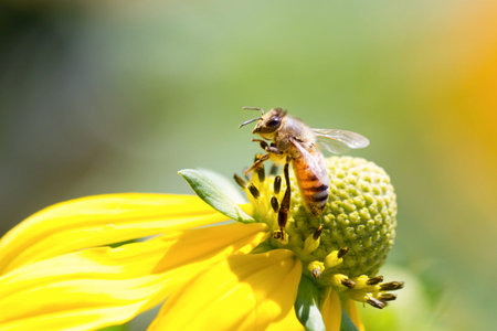 Honeybee on Yellow Rudbeckia Flower