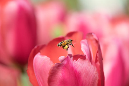 Honeybee with pollen basket flying to red tulip flower