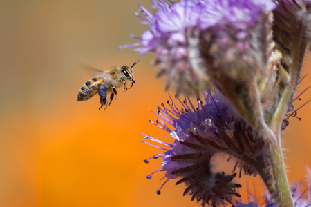 Honeybee flying to Purple Tansy Flowerの写真素材