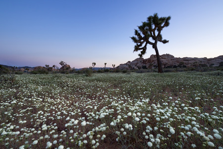 Desert Pincushion flower blooming at dusk, Joshua Tree National Park, CAの写真素材