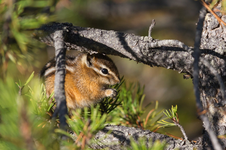 Least chipmunk eating nuts on a tree, Yellowstone National Parkの写真素材