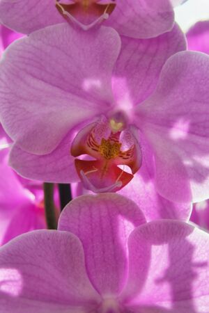 Orchids close upの写真素材
