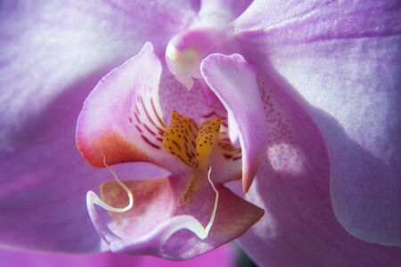 Orchid close upの写真素材