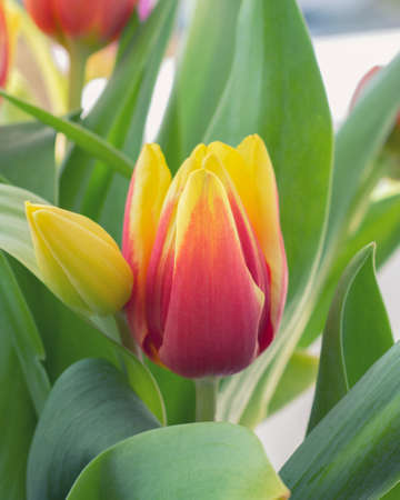 Close up of a red yellow tulipの写真素材