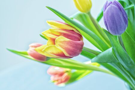Tulips flowers bouquet on the balconyの写真素材