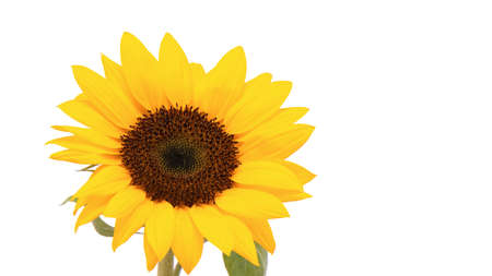 yellow Sunflower on a white backgroundの写真素材