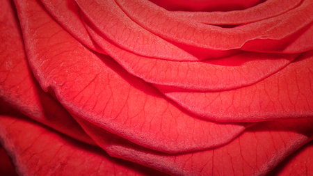 Red rose macro shotの写真素材