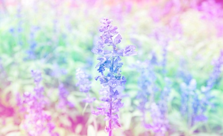 Beautiful flower with color filterの素材