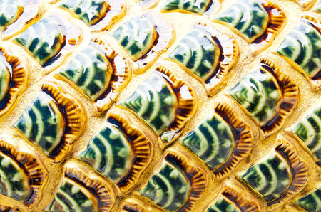Naga Scale Texture