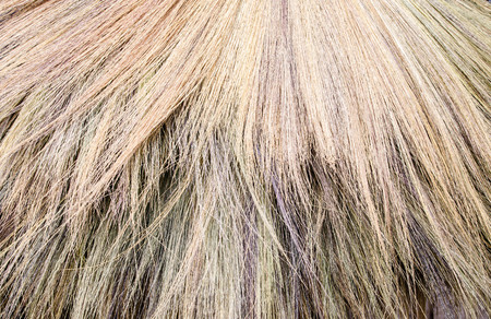 texture beautiful of the broom used as wallpaperの写真素材