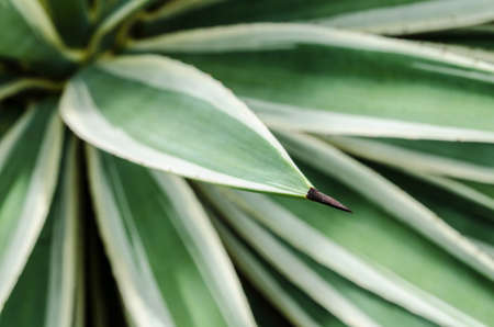 Agave thorn treeの写真素材