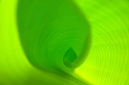 Surface in banana leaf with sunlight.