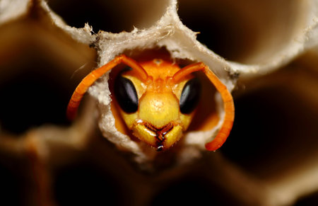 A wasp looking out at the camera from the hive.