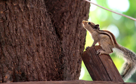 SQUIRREL : Ready to jumpの写真素材