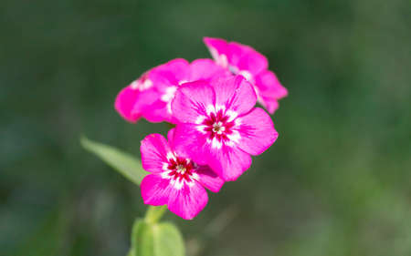 Bunch Of Phlox Flower On A stem In The Garden Behind A Beautiful Green Blur Backgroundの写真素材