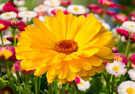 Close Up View Of Calendula Flower In The Garden On Colorful Backgroundの写真素材