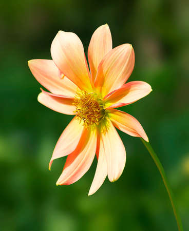 View Of Single Flower Dahlia On A Green Blur Garden Background In Vertical Frameの写真素材