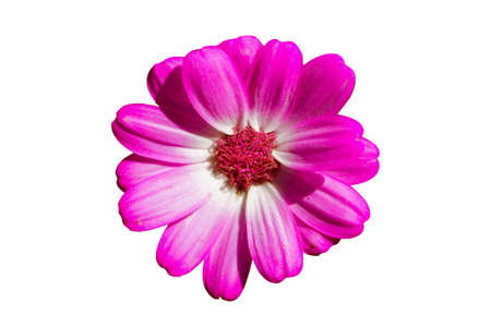 Cut Out Of A Purple Flower On White Backgroundの写真素材
