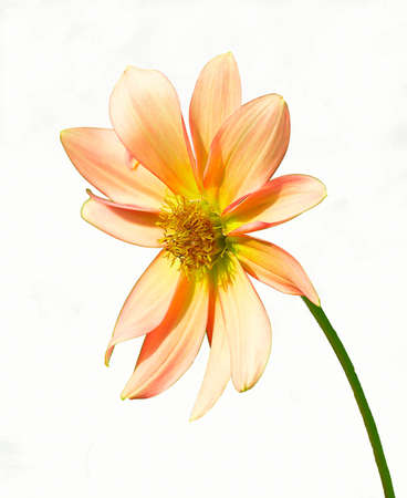 A Close View Of Dalia Flower On A Stem Over White Backgroundの写真素材