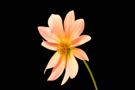 Dahilia Flower On Stem Over Black Back Groundの写真素材