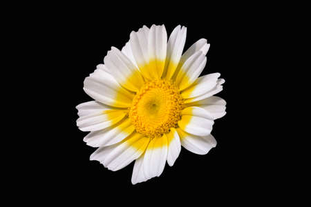 Chamomile Flower Over Black Back Groundの写真素材
