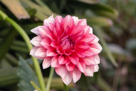 A View Of Red Daisy Flower In The Parkの写真素材
