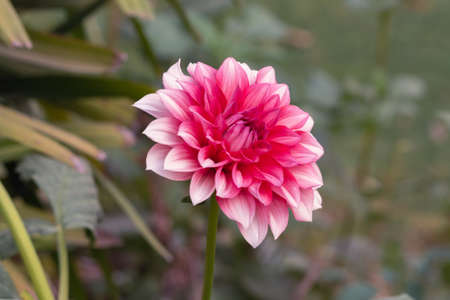 A View Of Red Daisy Flower In The Parkの写真素材