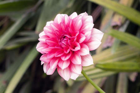 A View Of Red Daisy Flower In The Parkの写真素材