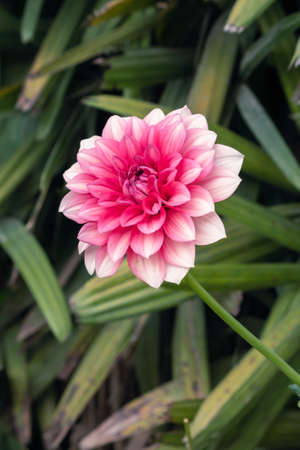 A View Of Red Daisy Flower In The Parkの写真素材