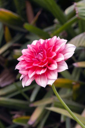 A View Of Red Daisy Flower In The Parkの写真素材