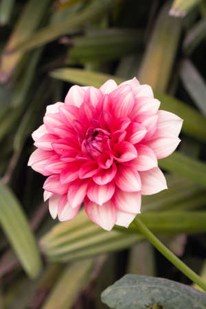 A View Of Red Daisy Flower In The Parkの写真素材