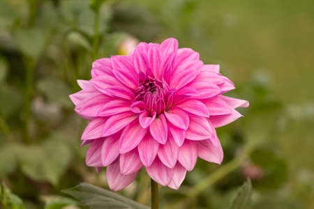 Pink Color Daisy Flower In The Parkの写真素材