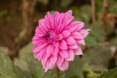 Pink Color Daisy Flower In The Parkの写真素材