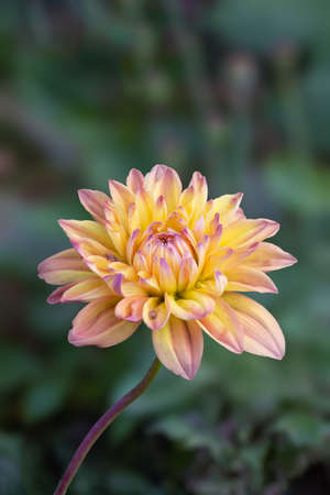 Daisy Flower In The Park Over Garden Blur Back Groundの写真素材