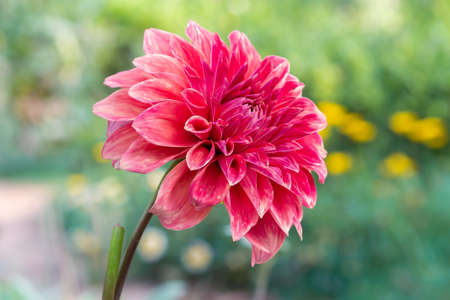 Red Daisy Flower In The Parkの写真素材