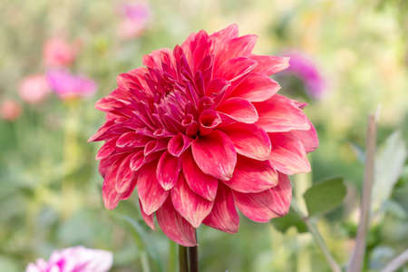 Red Daisy Flower In The Parkの写真素材