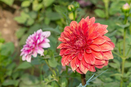 Red Daisy Flower In The Parkの写真素材