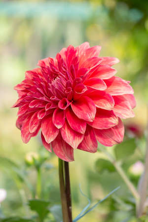 Red Daisy Flower In The Parkの写真素材