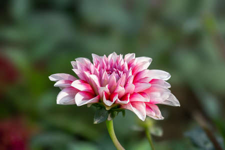 Red And White Strip Daisy Flower In The Parkの写真素材