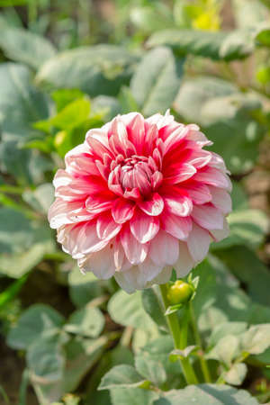 Red And White Strip Daisy Flower In The Parkの写真素材