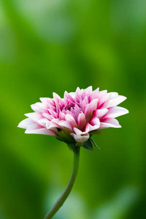 Red And White Strip Daisy Flower In The Parkの写真素材