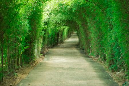 Walkway tunnel of green treesの写真素材
