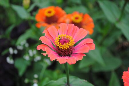 Senias Flowersの写真素材