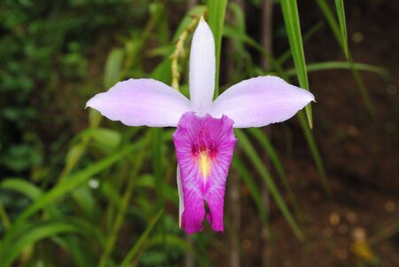 A lone orchidの写真素材