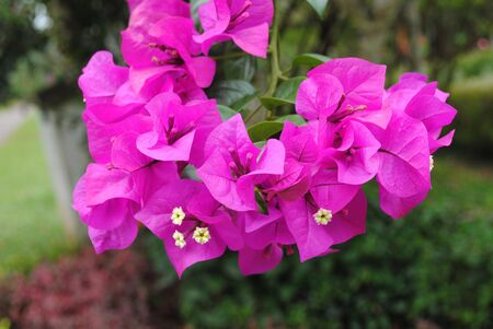 Purple Bouganvillaの写真素材